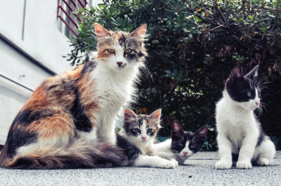 猫咪四岁是人类多少岁