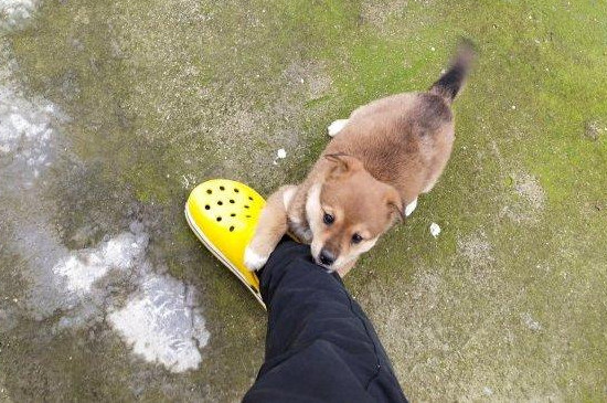 狗狗抱腿什么意思