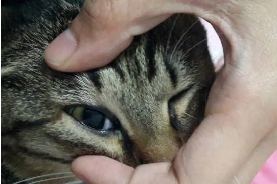 猫的眼睛白膜能自愈吗