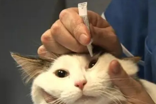猫的眼睛白膜能自愈吗