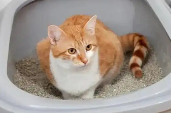小猫多久会自己排便