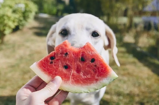 狗狗可以吃火龙果吗