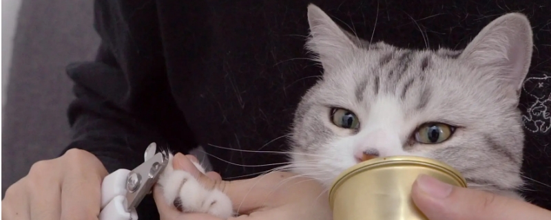 猫咪指甲多久剪一次