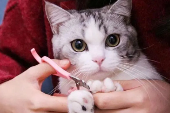猫咪指甲多久剪一次