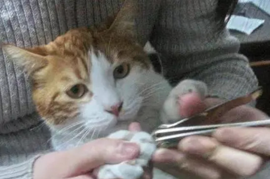猫咪指甲多久剪一次