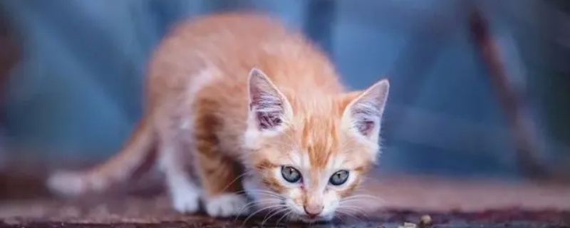 冬天猫喝水如何处理