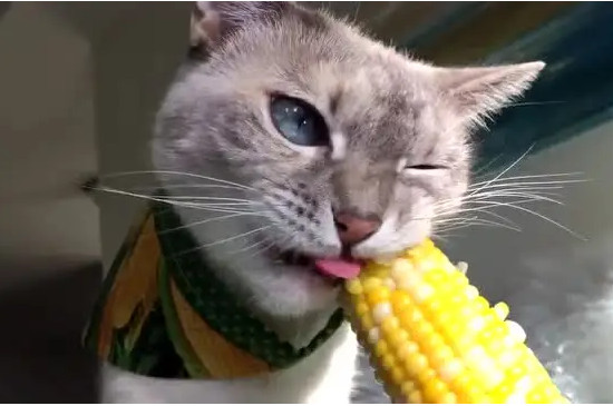 猫咪可以吃玉米吗