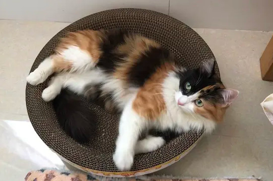 猫咪难产怎么帮着助产