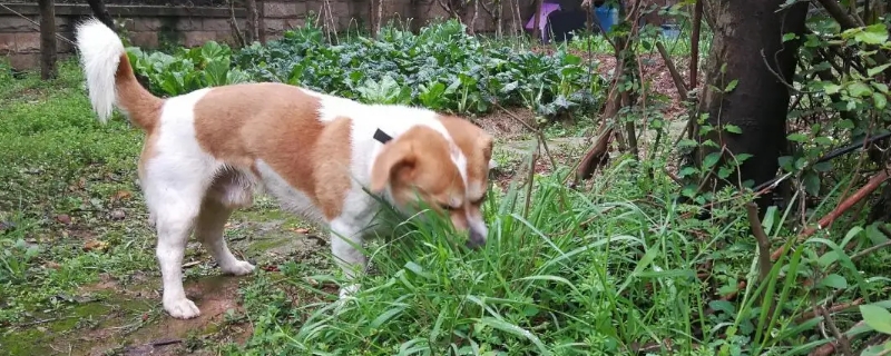 狗狗吃草是什么原因