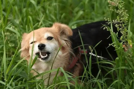 狗狗吃草是什么原因