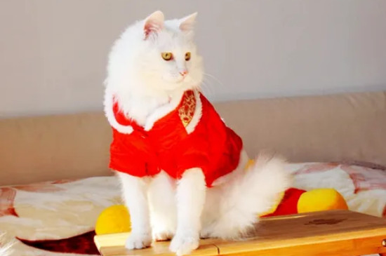 家里冷用不用给猫穿衣服