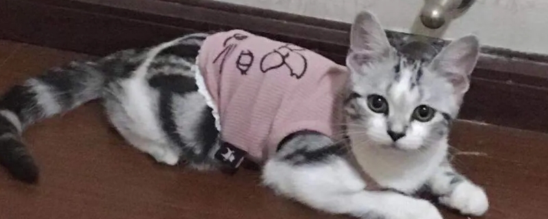 家里冷用不用给猫穿衣服