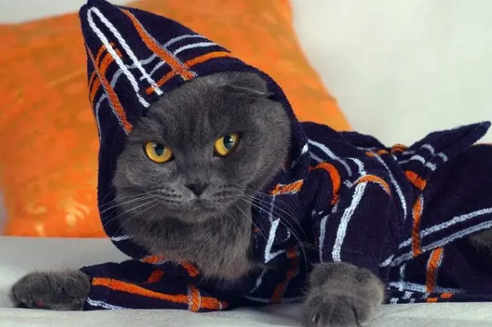 家里冷用不用给猫穿衣服