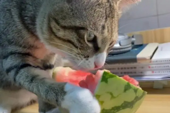 猫咪可以吃西瓜吗