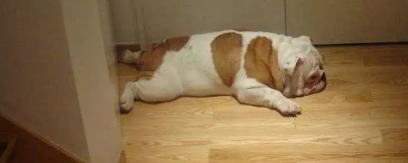 狗狗癫疯怎么控制