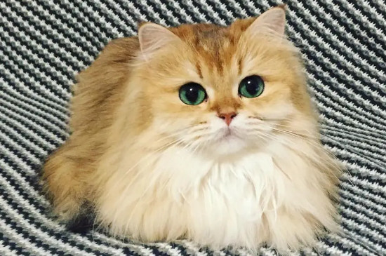 长毛猫拉屎总粘毛怎么办