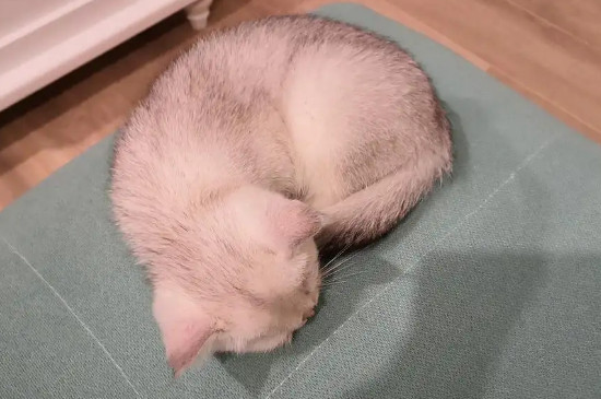 母猫会乱尿床吗