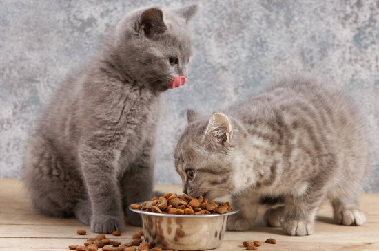 猫咪吃了老鼠药怎么救