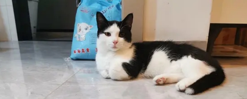 奶牛猫怎么看品相