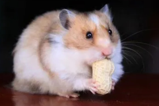 金丝鼠饲养方法