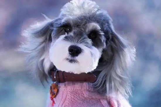 雪纳瑞寿命