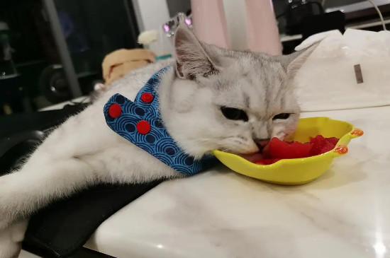 猫能吃西瓜吗