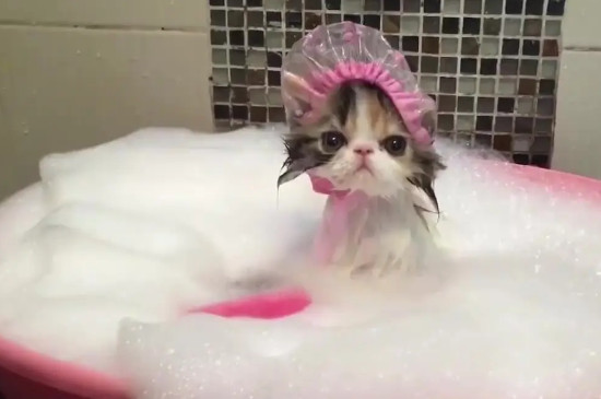 猫生完孩子多久可以洗澡