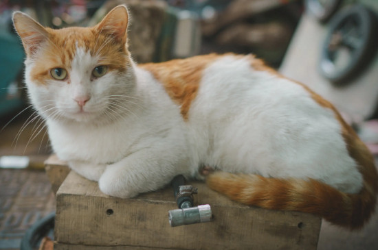 小猫鼻子发白是为什么