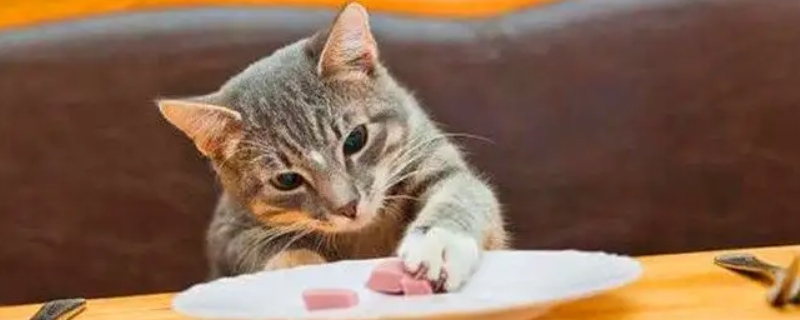猫咪一天吃几个冻鹌鹑好