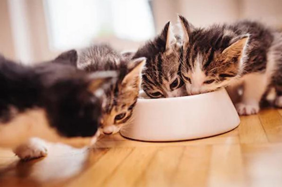 猫咪可以吃巴沙鱼吗