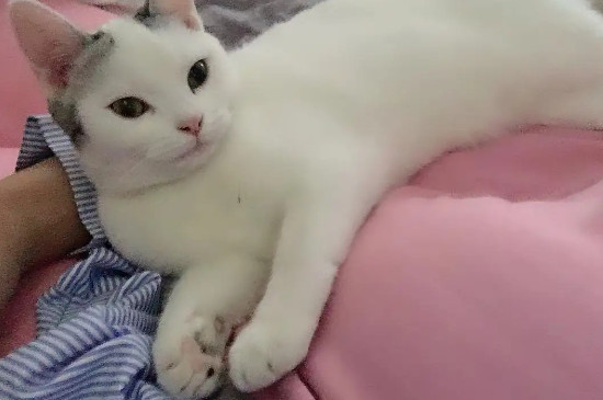 母猫生完小猫多久可以再怀孕
