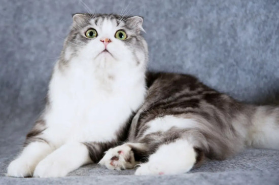 折耳猫怎么预防软骨病