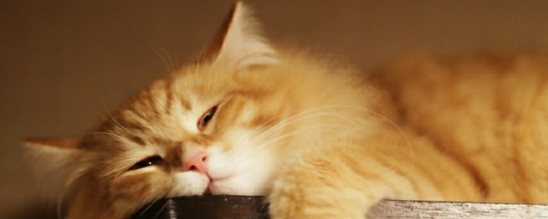猫像狗一样吐舌头喘气怎么办
