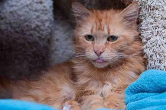 猫像狗一样吐舌头喘气怎么办