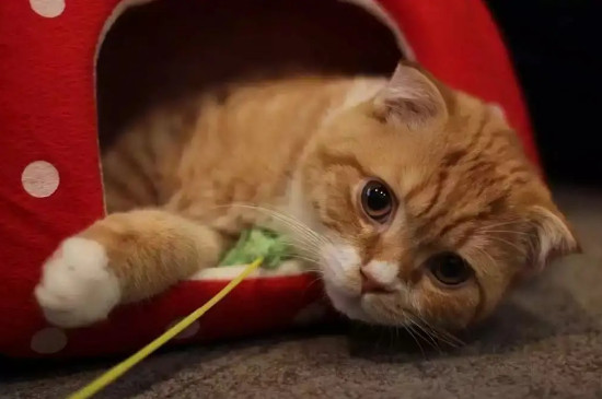猫像狗一样吐舌头喘气怎么办