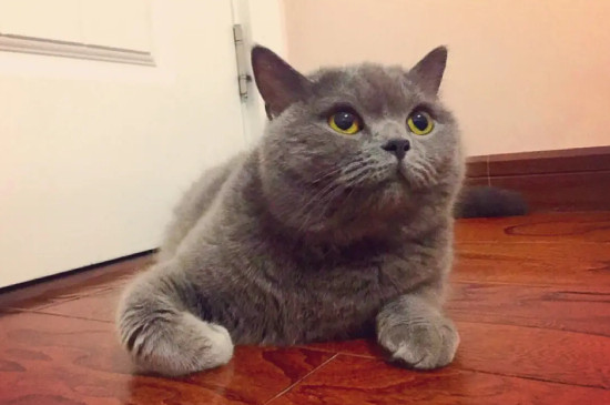 蓝猫为什么越养越黑