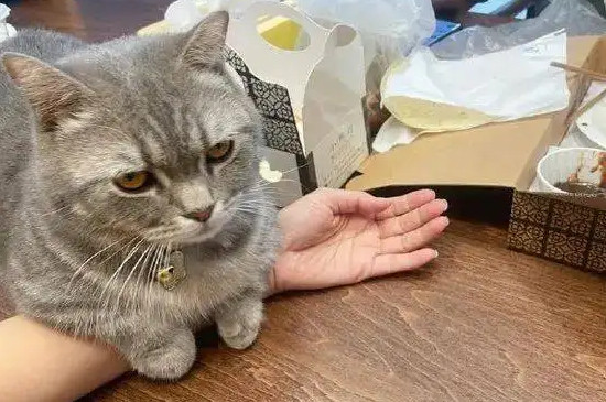 猫咪能吃石榴吗
