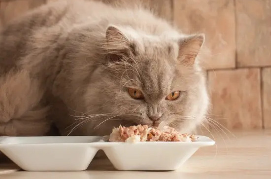 猫咪能吃石榴吗
