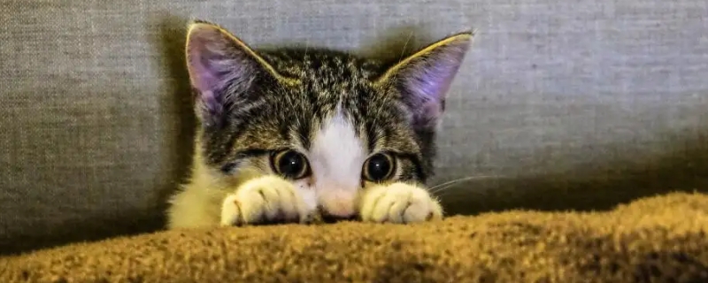 猫咪爪子出汗是紧张吗