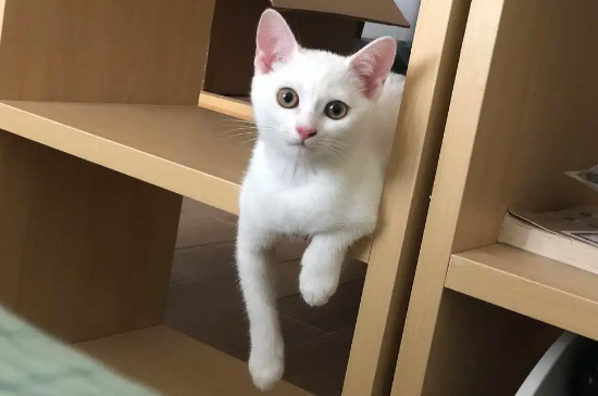 猫咪爪子出汗是紧张吗