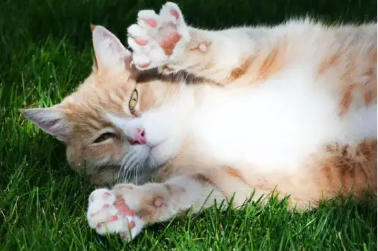 猫咪爪子出汗是紧张吗