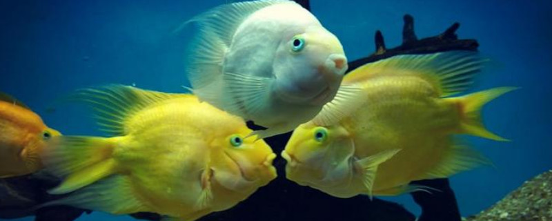 鹦鹉鱼怎么繁殖