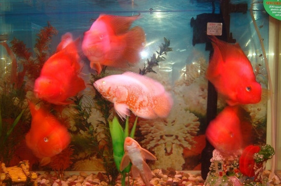 鹦鹉鱼怎么繁殖