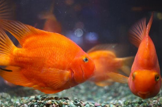 鹦鹉鱼怎么繁殖