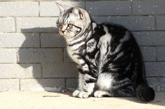 虎斑猫怎么看纯不纯