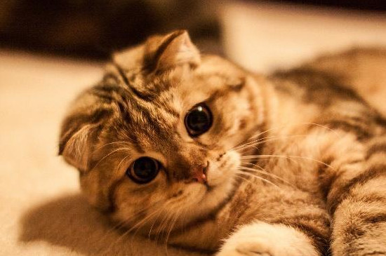 猫咪对主人踩奶是什么意思