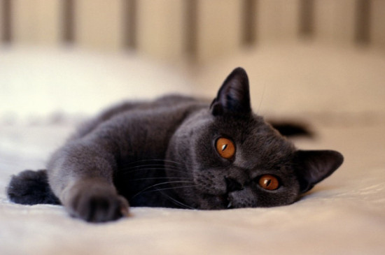 黑煤球猫是什么品种