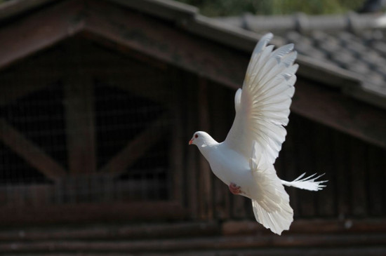 鸽子腿断了怎么办