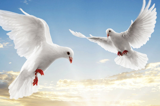 鸽子腿断了怎么办