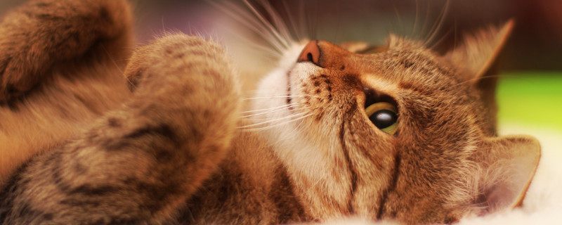 猫咪身上的寄生虫有哪些